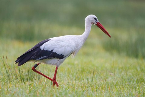 White Stork (Ciconia ciconia) male foraging, North Rhine-Westphalia, Germany