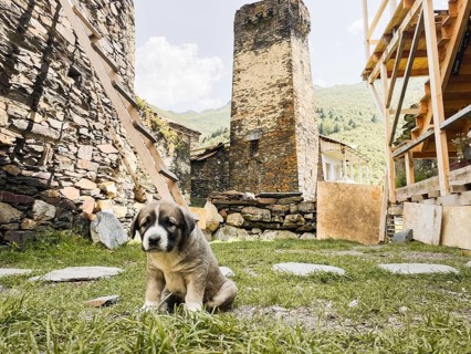 Ushguli Georgia Caucasian Shepherd puppy sitting ancient Svan towers stone village UNESCO heritage