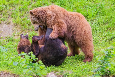 A young male Eurasian brown bear (Ursus arctos arctos) and a much older female mate (sort of) at