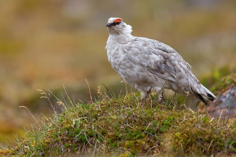 Rock ptarmigan, Svalbard Rock ptarmigan, Ptarmigan, (Lagopus mutus), Lagopus muta hyperbore), male,