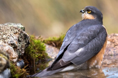 Eurasian Sparrowhawk (Accipiter nisus) male at a waterhole, Madrid, Spain