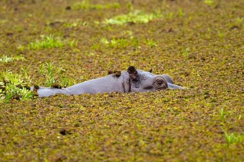 Hippopotamus (Hippopatamus amphibius) hiding in the swamp, Xakanaxa, Okavango Delta, Moremi Game