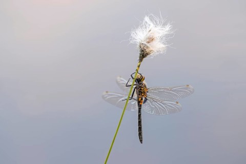 Black Darter (Sympetrum danae) on cotton grass, Goldenstedt, Lower Saxony, Germany