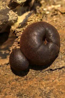 Daldinia concentricav, charcoal mushroom, king Alfred's cake, charcoal ball mushroom, concentric
