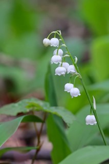 Lily of the valley (Convallaria majalis) – a plant that flowers in spring, close-up of the