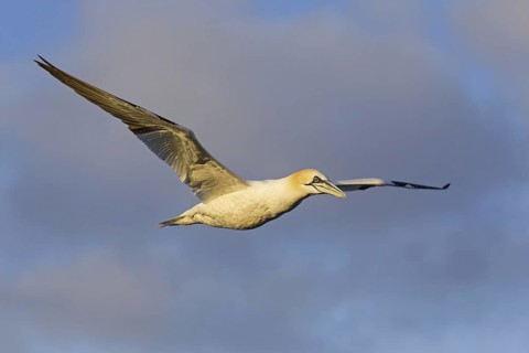 Northern Gannet (Morus bassanus) flying, Schleswig-Holstein, Germany