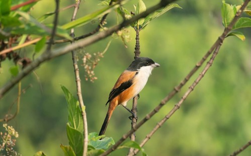 A long-tailed shrike or rufous-backed shrike (Lanius schach) sits on a tree branch, Sreepur,