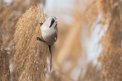 Bearded Reedling (Panurus biarmicus) male perched on reed, Piedmont, Italy