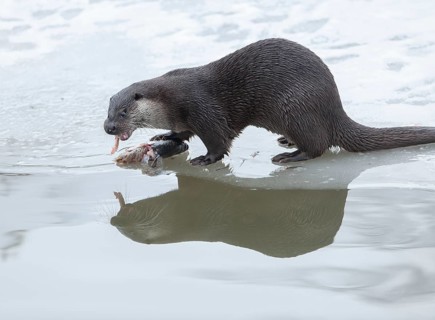 Otter (Lutra lutra) eating prey fish at a partly frozen pond, snow, Germany