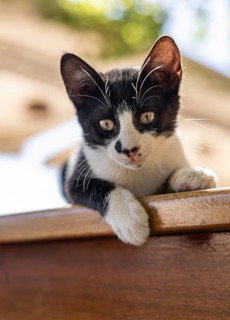 Cute black cat kitten with raised paw up white background