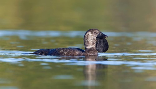 Musk Duck (Biziura lobata) male, Victoria, Australia