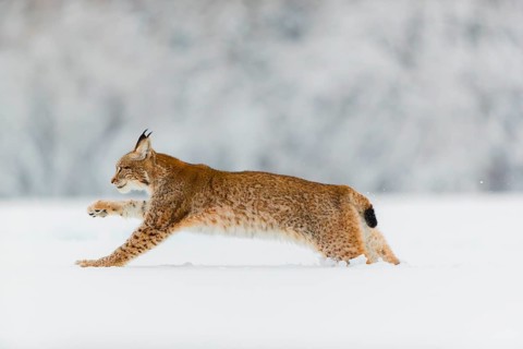 One young male Eurasian lynx, (Lynx lynx), running over a deep snow covered meadow with a forest in