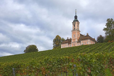 Vineyard on a slope above Lake Constance with even rows of vines, above it the Birnau Basilica with
