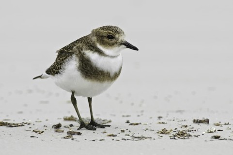 Two-banded Plover (Charadrius falklandicus), Falkland Islands