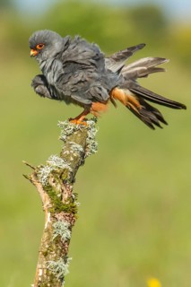 Red-Footed Falcon (Falco vespertinus), adult male preening on a branch, Galicia, Spain