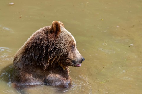 Eurasian brown bear (Ursus arctos arctos) in a little lake, Bavarian Forest, Bavaria, Germany