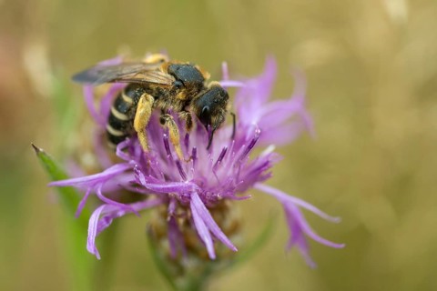 Apidae, bees, furrow bees, common furrow bees, halictus simplex, hymenoptera, insects, wild bees