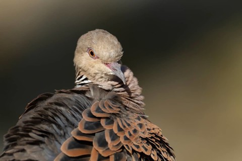 European turtle dove (Streptopelia turtur) adult bird head portrait, England, United Kingdom