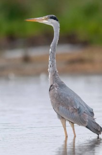 Ardea cinerea, heron, gray heron, birds, ciconiiformes, high size, portrait, immaturus, not