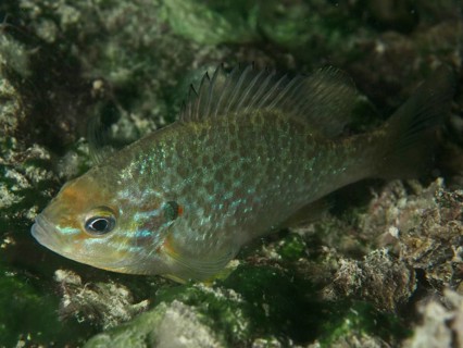 A pumpkinseed sunfish (Lepomis gibbosus) swims underwater in a natural environment featuring shades