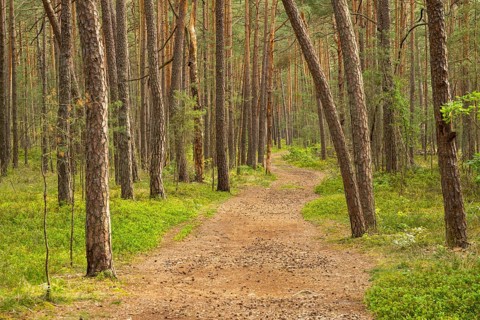 Trail going through Scots pine (Pinus sylvestris), forest, Bavaria, Germany