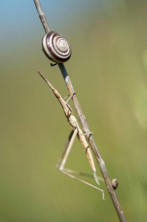 Acrida ungarica, Acrididae, Caelifera, cone-headed grasshopper, field locust, common nose scare,