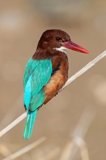 Brown kingfisher, (Halcyon smyrnensis), family of kingfishers, on perch, animals, birds, Israel