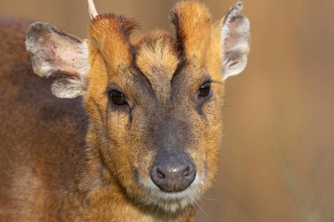 Muntjac deer (Muntiacus reevesi) adult animal head portrait, England, United Kingdom