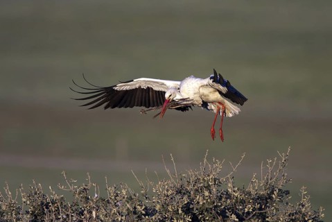 White Stork (Ciconia ciconia) flying, Castile-La Mancha, Spain