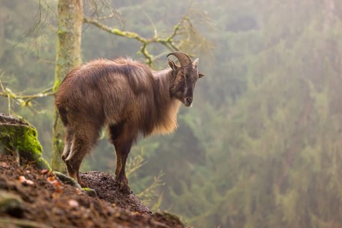 A male Himalayan Tahr (Hemitragus jemlahicus) stands in the forest on a foggy day