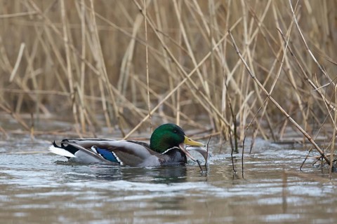 Mallard (Anas platyrhynchos) male eating fish, Mecklenburg-Western Pomerania, Germany