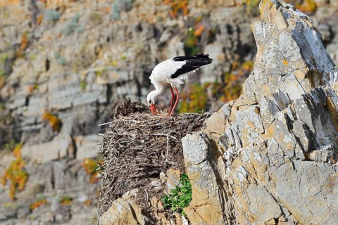 White stork (Ciconia ciconia) standing on a nest on the rocky coast, Parque Natural do Sudoeste
