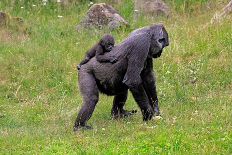 Western gorilla (Gorilla gorilla), adult, female, mother, carrying, infant, on her back, foraging,