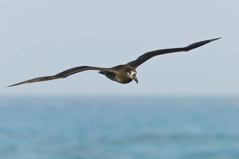 Black-footed Albatross (Phoebastria nigripes), Hawaii, USA