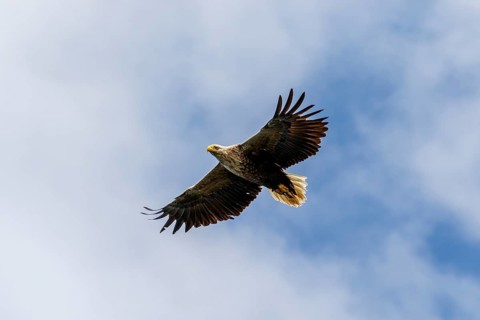 White-Tailed Eagle (Haliaeetus albicilla), flying, Isle of Mull, Scotland, United Kingdom