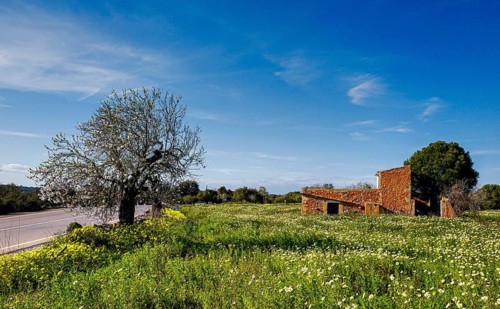 Landscape and nature in February, Majorca, Spain