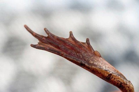 Agile frog, callus internus, metatarsal tubercle, prehallux, rana dalmatina, jumping frog,