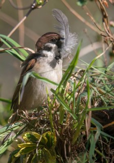 Tree sparrow, Passer Montanus, sparrow, birds, feather, high size, portrait, nest building,