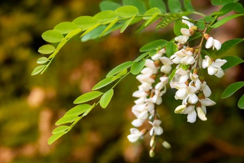 False acacia, false acacia, common black locust, robinia pseudoacacia, black locust, false acacia,