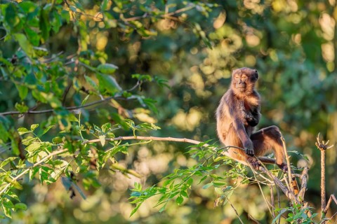 A young gelada (Theropithecus gelada), or bloodheart monkey, plays in a small tree in beautiful