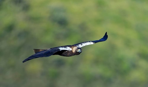 Spanish imperial eagle (Aquila adalberti) in flight, Extremadura, Spain