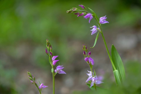 Cephalanthera rubra, orchids, orchids, orchid plants, purple woodbird, woodbird, flora, plants,