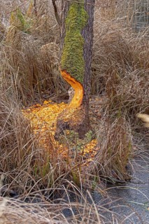Tree bit by beaver near Spechthausen, Brandenburg, Germany