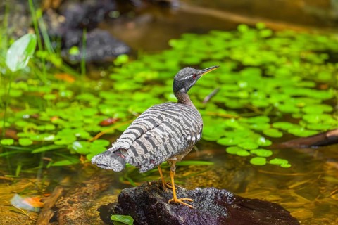 A sunbittern (Eurypyga helias) walks through a shallow creek in a forest searching for food