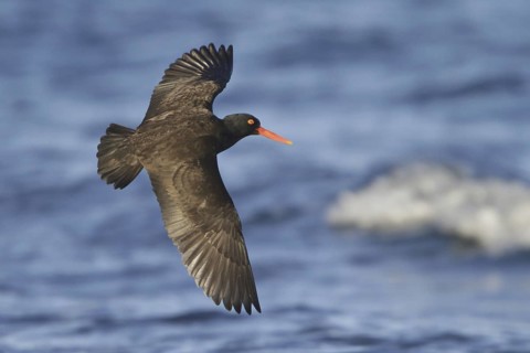 Black Oystercatcher (Haematopus bachmani) flying, British Columbia, Canada