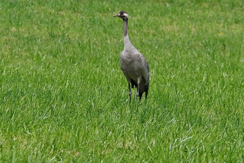 Crane standing alone on green field, Götaleden, Karlsborg, passenger ship Diana, Hajstorp, Göta