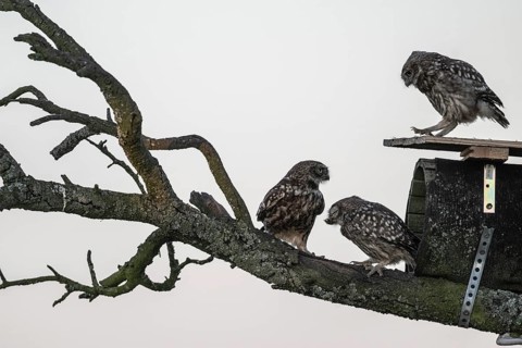Little owls (Athene noctua), feeding young animals, Emsland, Lower Saxony, Germany