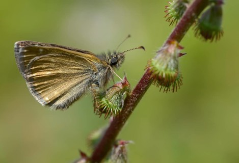 Dingy skipper, dark-headed butterfly, insects, butterflies, insects, butterflies, butterflies,