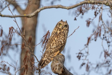 Short-eared owl (Asio flameus) sitting on a branch. Bas Rhin, Alsace, France