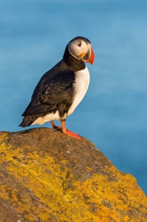 Atlantic Puffin (Fratercula arctica) on cliff, Iceland